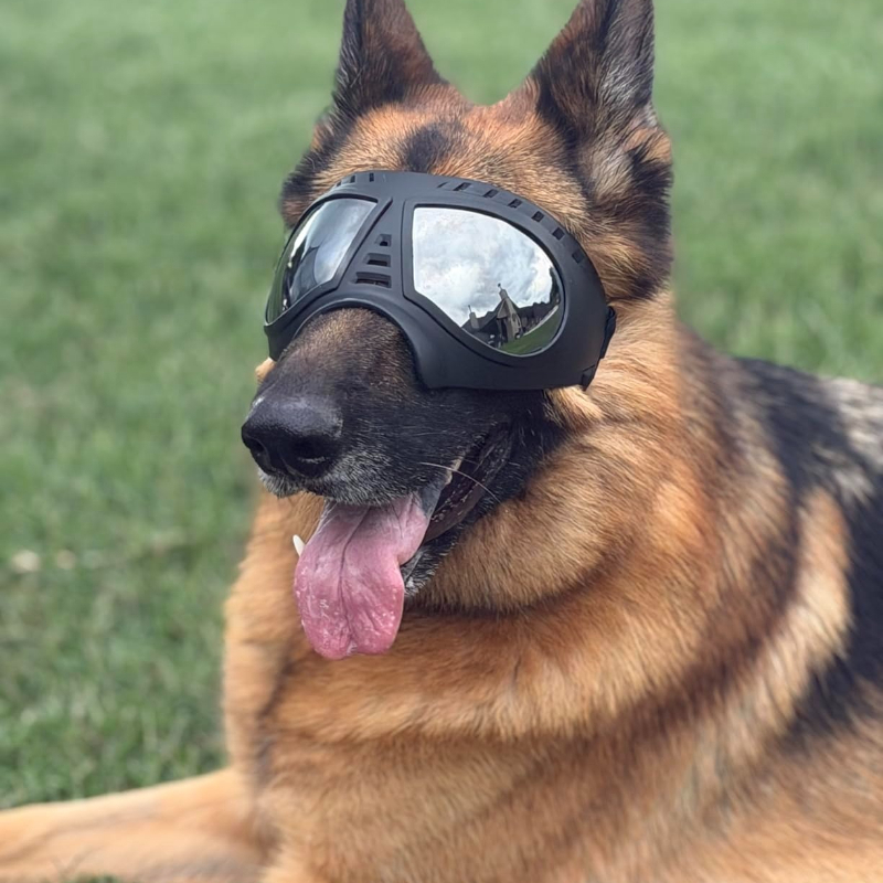 Lunettes pour animaux de compa - Snow Goggle Uv avis et prix
