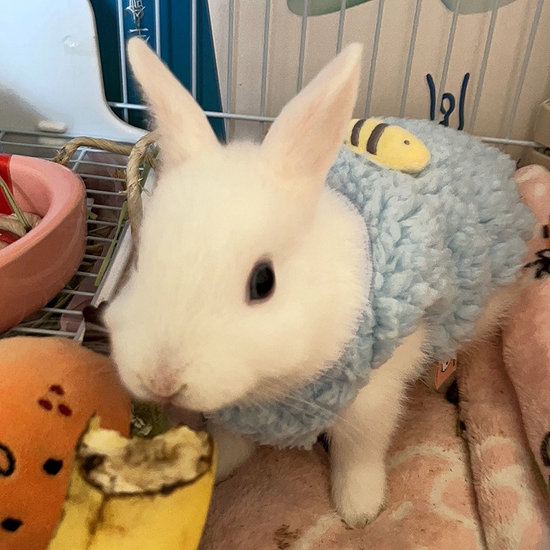 Pull chaud d'hiver pour lapins - Winter Clothing Newborn avis et prix